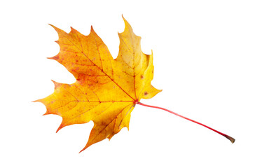  isolated leaf of maple tree over transparent background