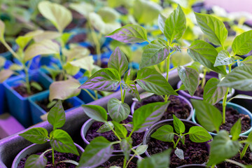 Fresh seedlings in pots under lighting. Young green sprout. New harvest. Locally grown. Selective focus
