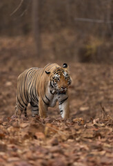 Fototapeta na wymiar Tiger walking in the forest of Tadoba Andhari Tiger Reserve, India