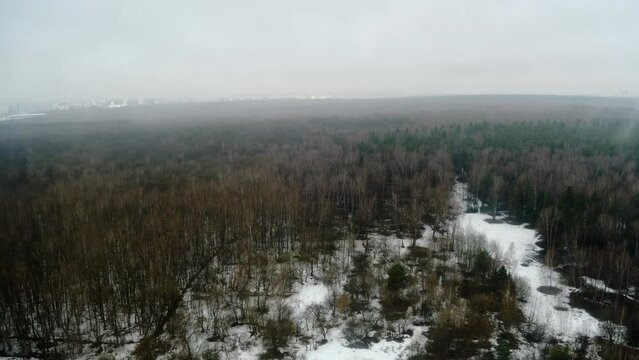 Winter forest with snow trees before and after spring weather, timelapse. A snow storm and a clear sky of spring time.