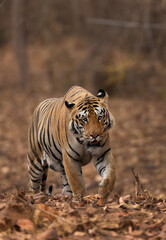 Fototapeta na wymiar A head on shot of a tiger emerging from jungle, Tadoba Andhari Tiger Reserve, India