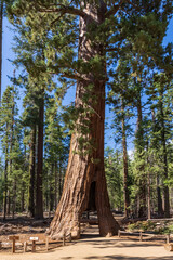 Fototapeta premium The California Tunnel Tree. The tunnel was carved through the tree in 1895 to allow horse-drawn stages to pass through in Mariposa Grove, Yosemite National Park, California, USA.