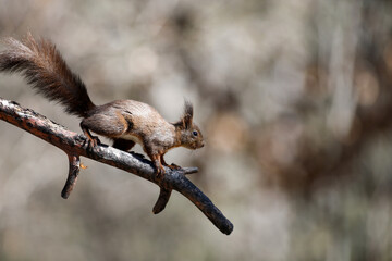 uno scoiattolo in movimento sopra un ramo