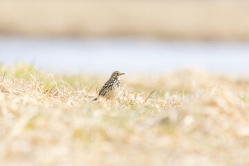 Small passerine Meadow pipit standing on dry grass on a sunny early spring day in Estonia, Northern Europe