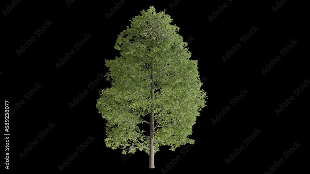 Poster tree animation footage transparent background for background and environment footage replacement , 3d illustration rendering