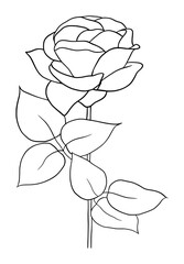 Hand drawn of rose flower on white background. Flower outline style. Vintage vector illustration.