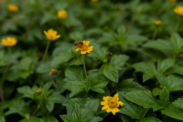 yellow flower in the garden
