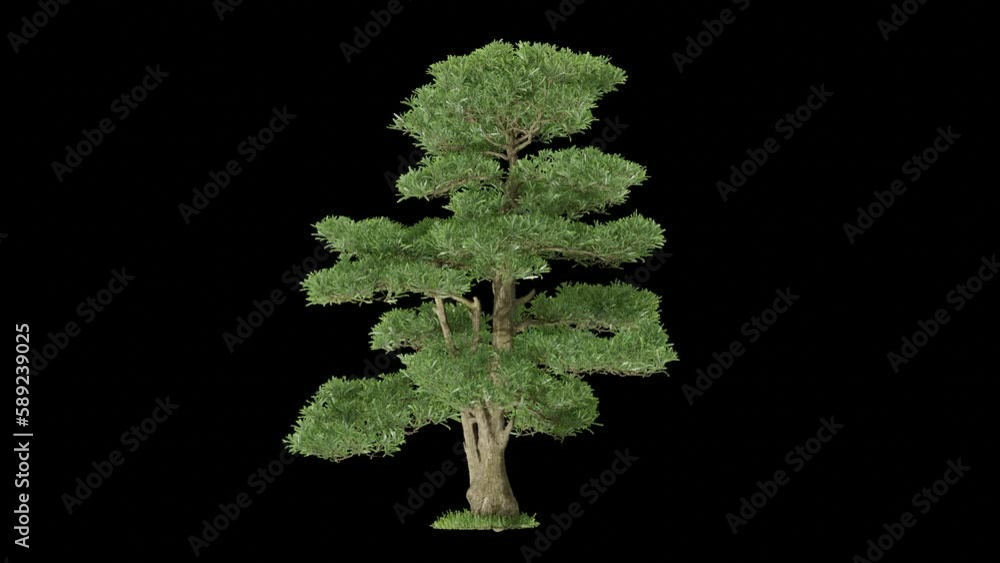 Poster tree animation footage transparent background for background and environment footage replacement , 3d illustration rendering