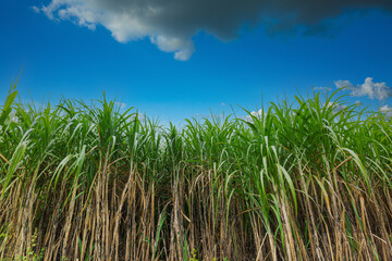 sugarcane farm,Sugarcane plantation on dry ground with sky in summer.