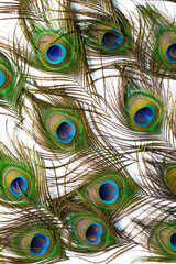 Obraz premium Macro peacock feathers on white background,Peacock feathers on a white background,Macro colorful peacock feathers on white background,Set of dividual bright peacock feathers on the white background 