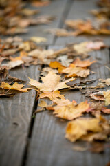 Fallen leaves 