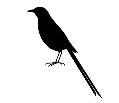 recommend clip art: magpie vector silhouette black one