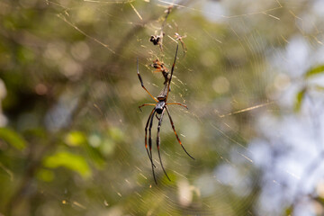 macro photography of spider with the background out of focus