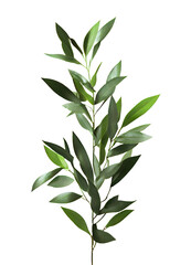 green leaves on transparent background, Olive  Branch on isolated white background
