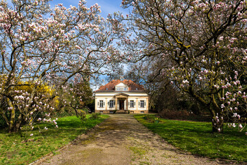 Villa Rauch und Magnolienblüte in Heilbronn