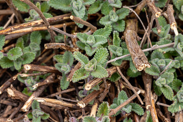 Nepeta catnip flower growing in spring. Wildflower garden, gardening, and pruning concept.