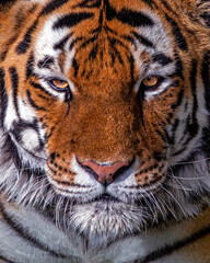 Tight close up of an amur tiger making eye contact