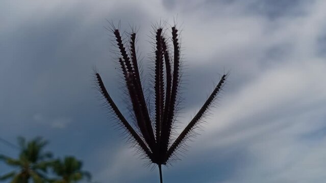 thatch grass
