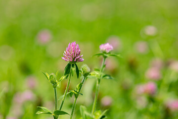 Alfalfa plant with purple flower in pasture. Cover crop, forage and hay farming concept.
