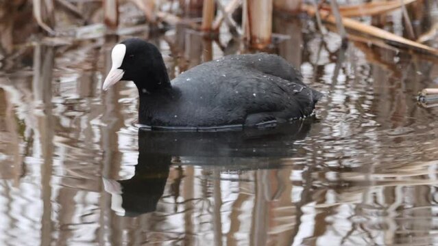 Eurasian coot swims and eats and snow falls down. Close-up video by common coot in wildlife. A black big waterfowl bird with a white bill and frontal shield and red eyes.
