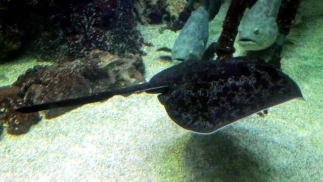 Stingray Spotted eagle swimming near the sea rocks on the background of the sandy bottom. Marine life, fish.