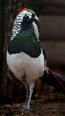 Lady Amherst's pheasant