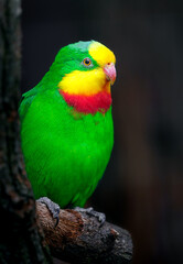 Fototapeta na wymiar Superb parrot
