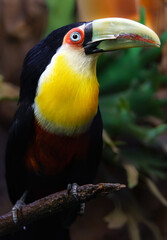 Green billed Toucan