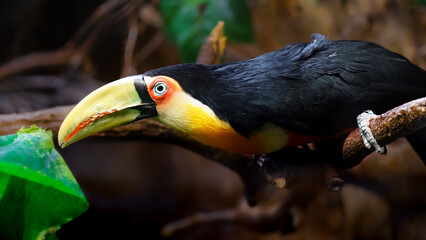 Green billed Toucan