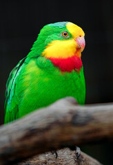 Superb parrot