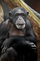 Chimpanzee