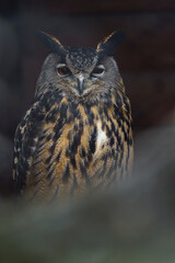 Eurasian eagle-owl