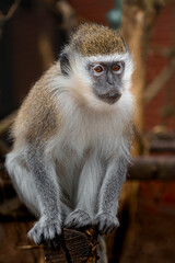 Green monkey