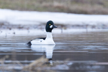 A male Common goldeneye duck swimming on an early spring evening with some snow in the background in Estonia, Northern Europe