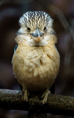 Blue-winged kookaburra