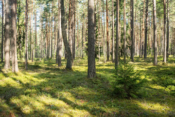 Fototapeta na wymiar A sunny day in a moss-covered dry Pine forest with some dead wood lying on the ground in Northern Latvia, Europe 