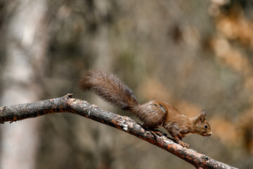 scoiattolo sopra un ramo