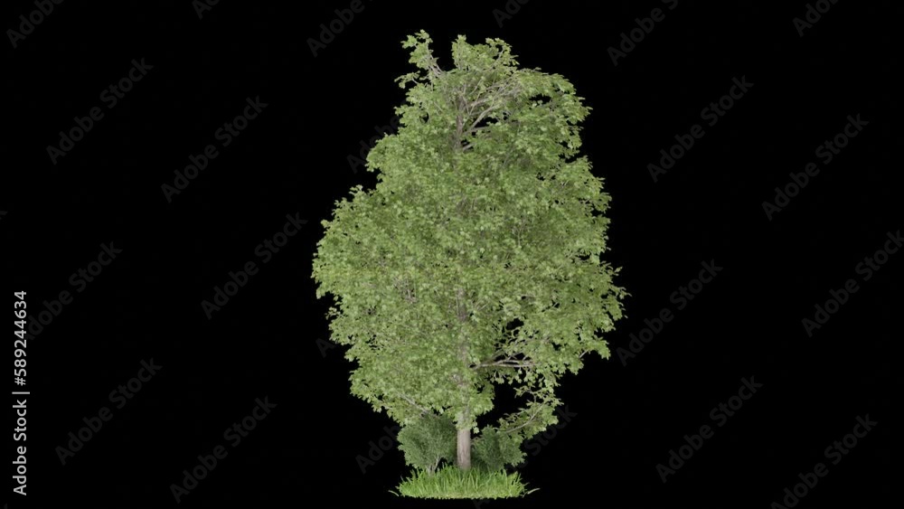 Poster tree animation footage big storm transparent background for background and environment footage repla