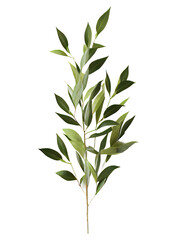green leaves on transparent background, Italian Ruscus Branch on isolated white background