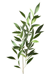 green leaves on transparent background, Italian Ruscus Branch on isolated white background