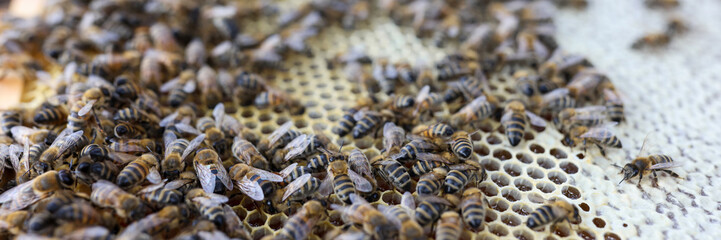 Frame with honey and bees, comb frame with bee family