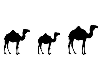 Camel silhouette marching