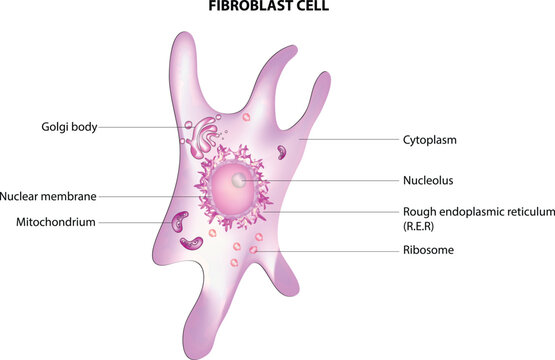 fibroblast