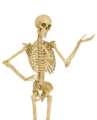 skeleton in presenting pose on close up view - obrazy, fototapety, plakaty
