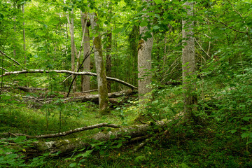 Green and lush deciduous forest in summery Northern Latvia, Europe