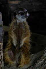 Fototapeta premium Meerkat sits on its hind legs and peers into distance.