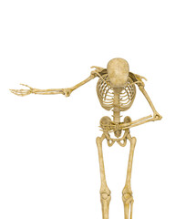 skeleton is bowing and showing the way
