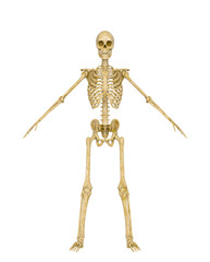 skeleton in a pose