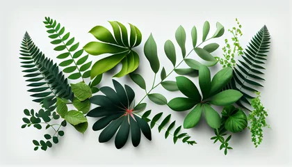 Foto op Aluminium Monstera Beautiful composition with fern and other tropical leaves ai generated image