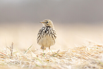 A closeup of a small passerine Meadow pipit standing on dry grass on a sunny early spring day in Estonia, Northern Europe